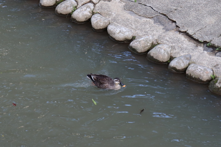 松川を泳ぐ鴨