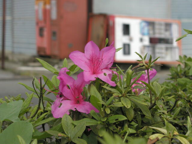 上総亀山駅前の花